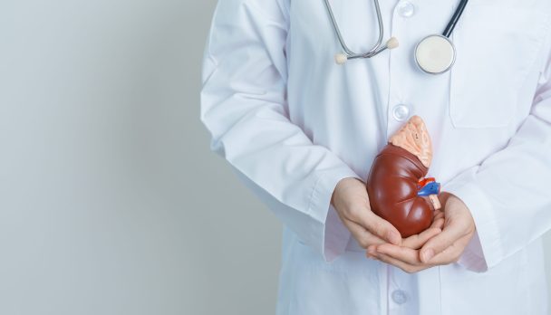 Doctor holding kidney learning tool
