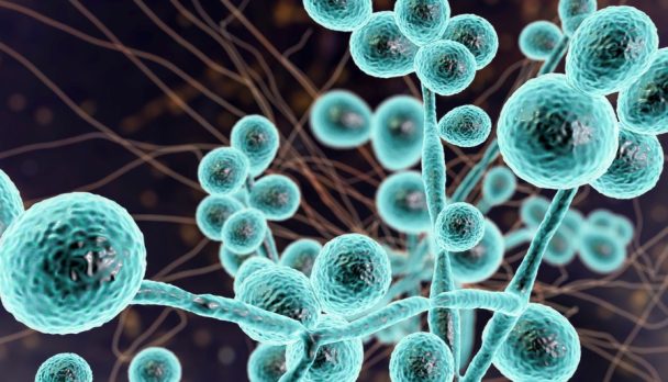 shutterstock_1815806093