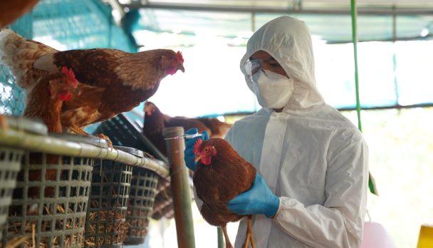Bird,Flu,,Veterinarians,Vaccinate,Against,Diseases,In,Poultry,Such,As